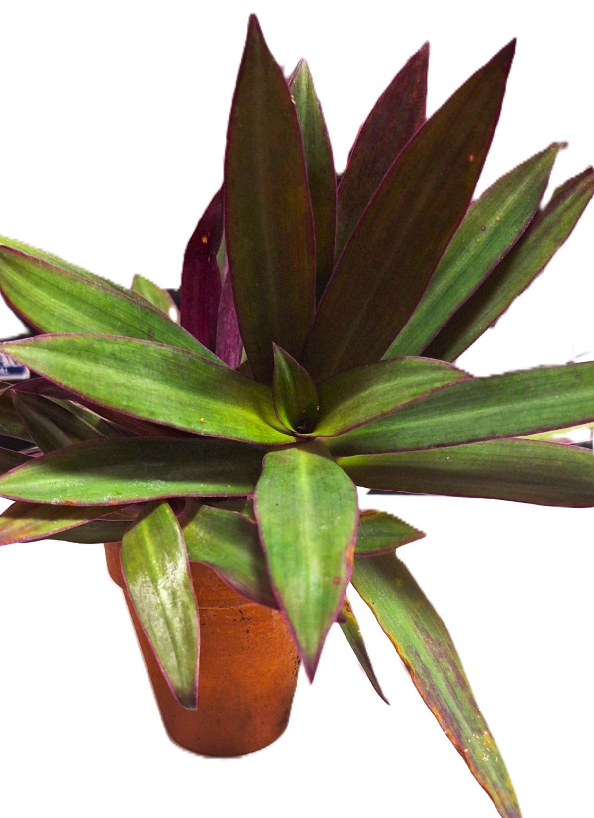 Tropical Tradescantia Oyster Plant Set of 2 Plants