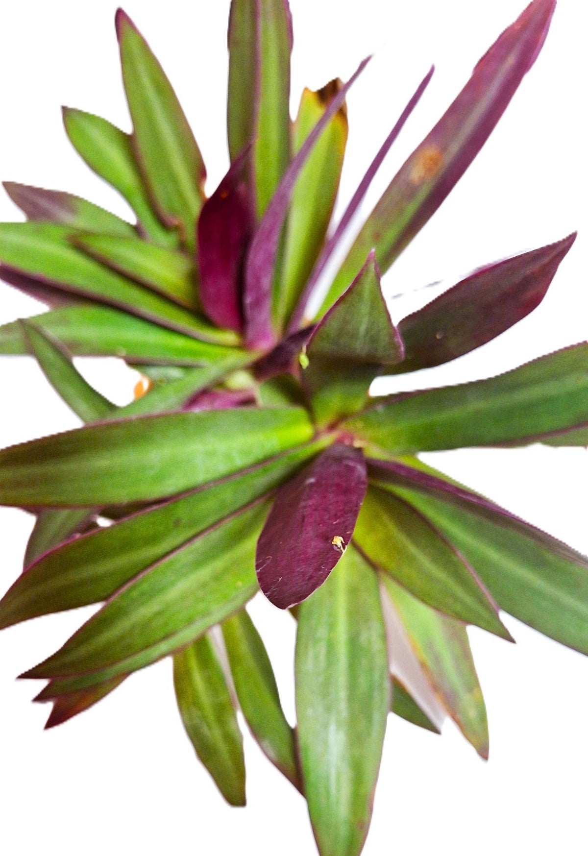 Tropical Tradescantia Oyster Plant Set of 2 Plants