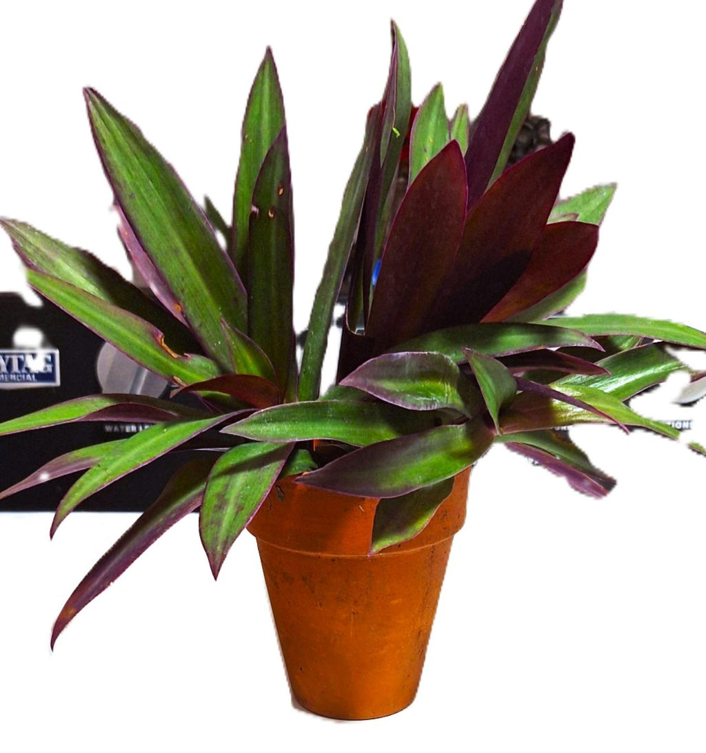 Tropical Tradescantia Oyster Plant Set of 2 Plants