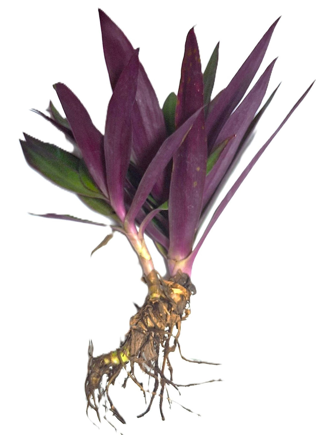 Tropical Tradescantia Oyster Plant Set of 2 Plants