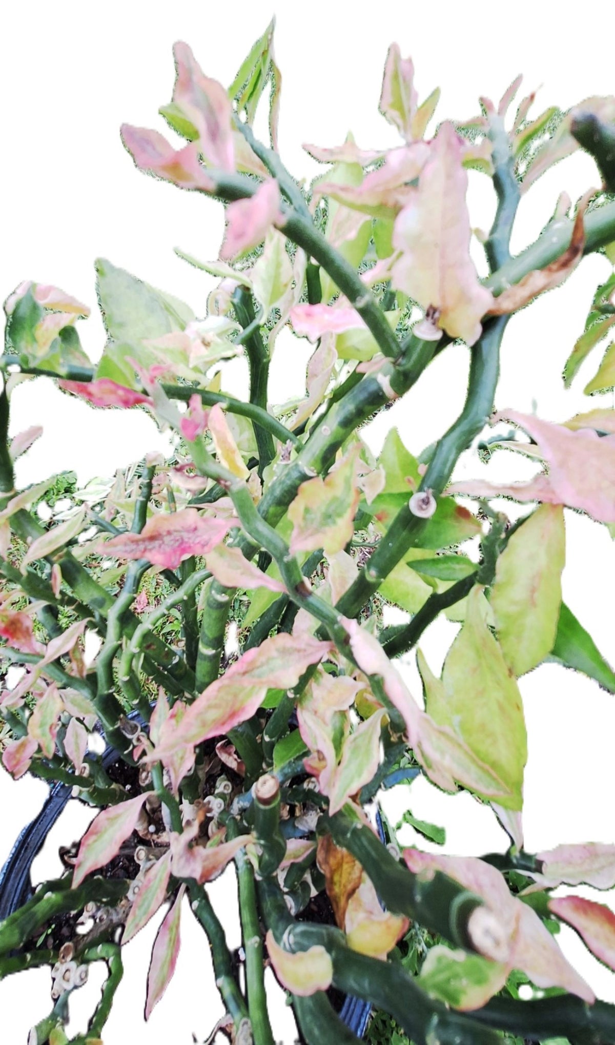 Devils Backbone Zig Zag Plant Variegated Pedilanthus tithymaloides False Bird 10” Live Tropical Houseplant