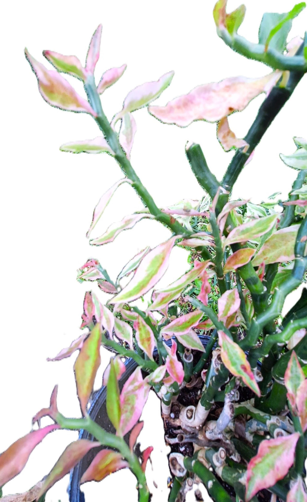 Devils Backbone Zig Zag Plant Variegated Pedilanthus tithymaloides False Bird 10” Live Tropical Houseplant