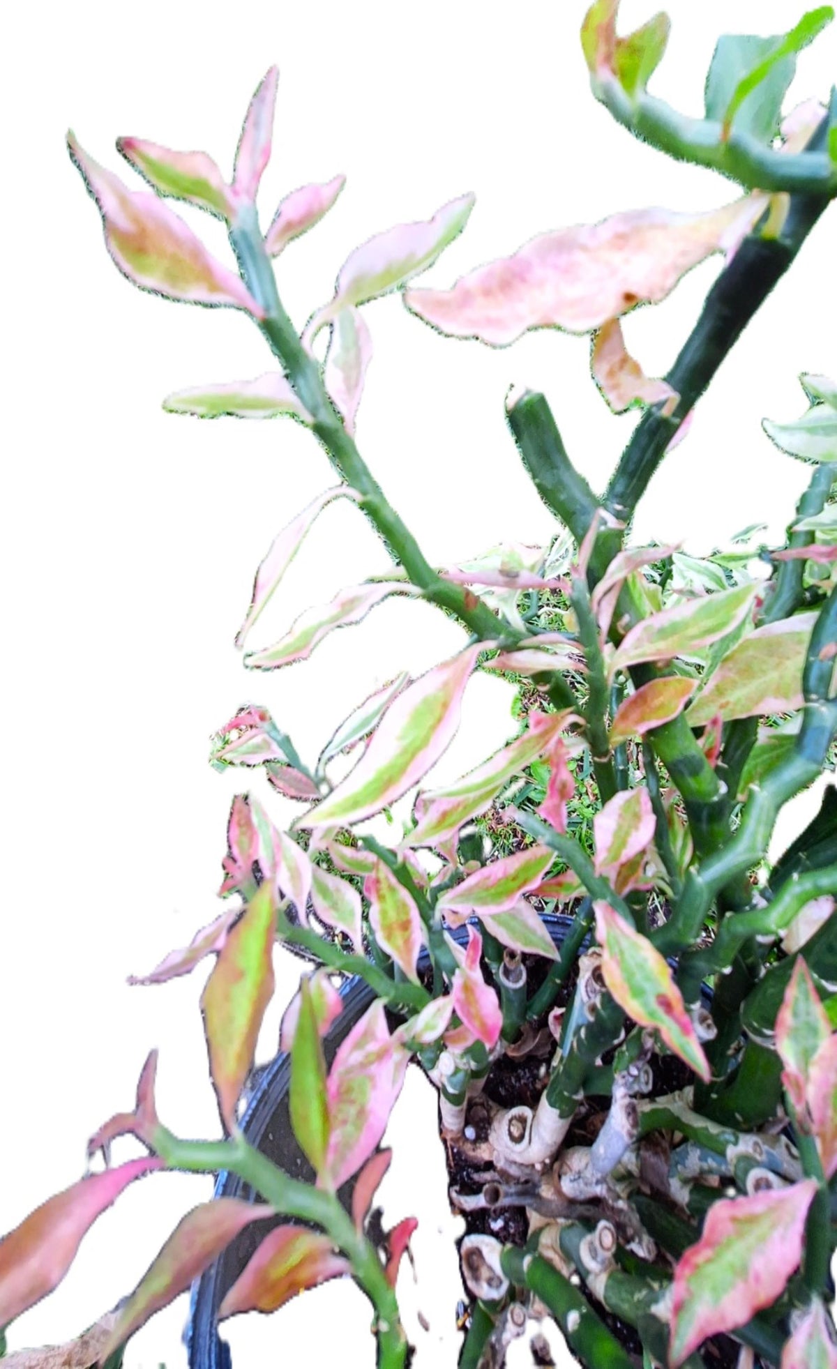 Devils Backbone Zig Zag Plant Variegated Pedilanthus tithymaloides False Bird 10” Live Tropical Houseplant
