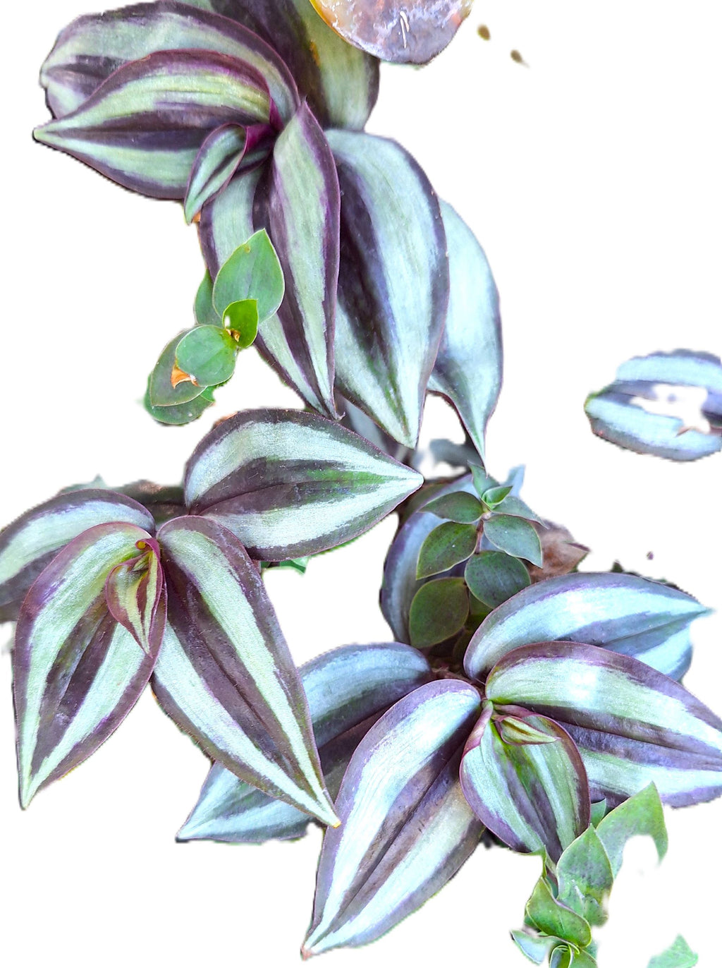 Tradescantia Zebrina Popular Easy Growing Colorful Rooted Plants No Pesticides.