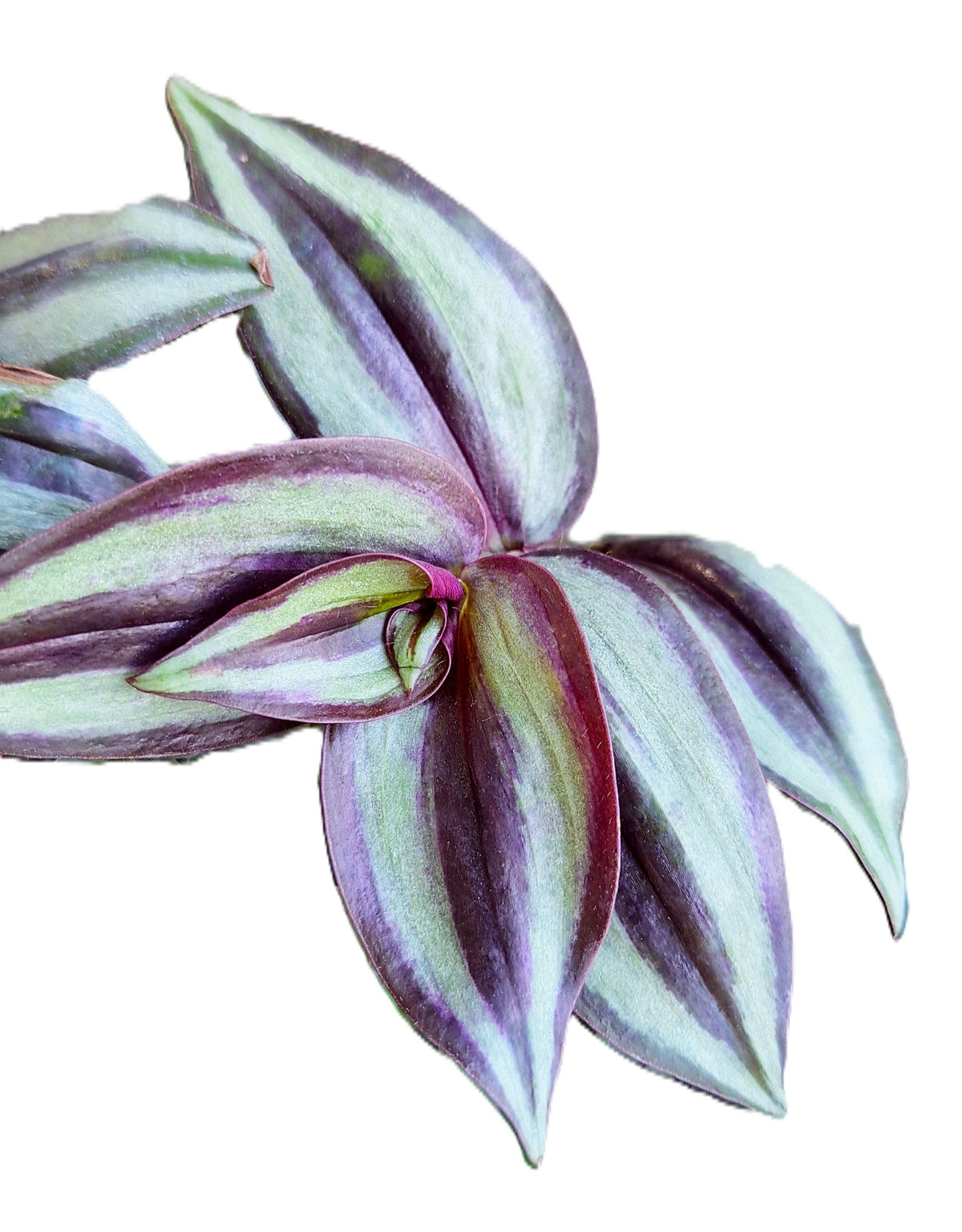 Tradescantia Zebrina Popular Easy Growing Colorful Rooted Plants No Pesticides.