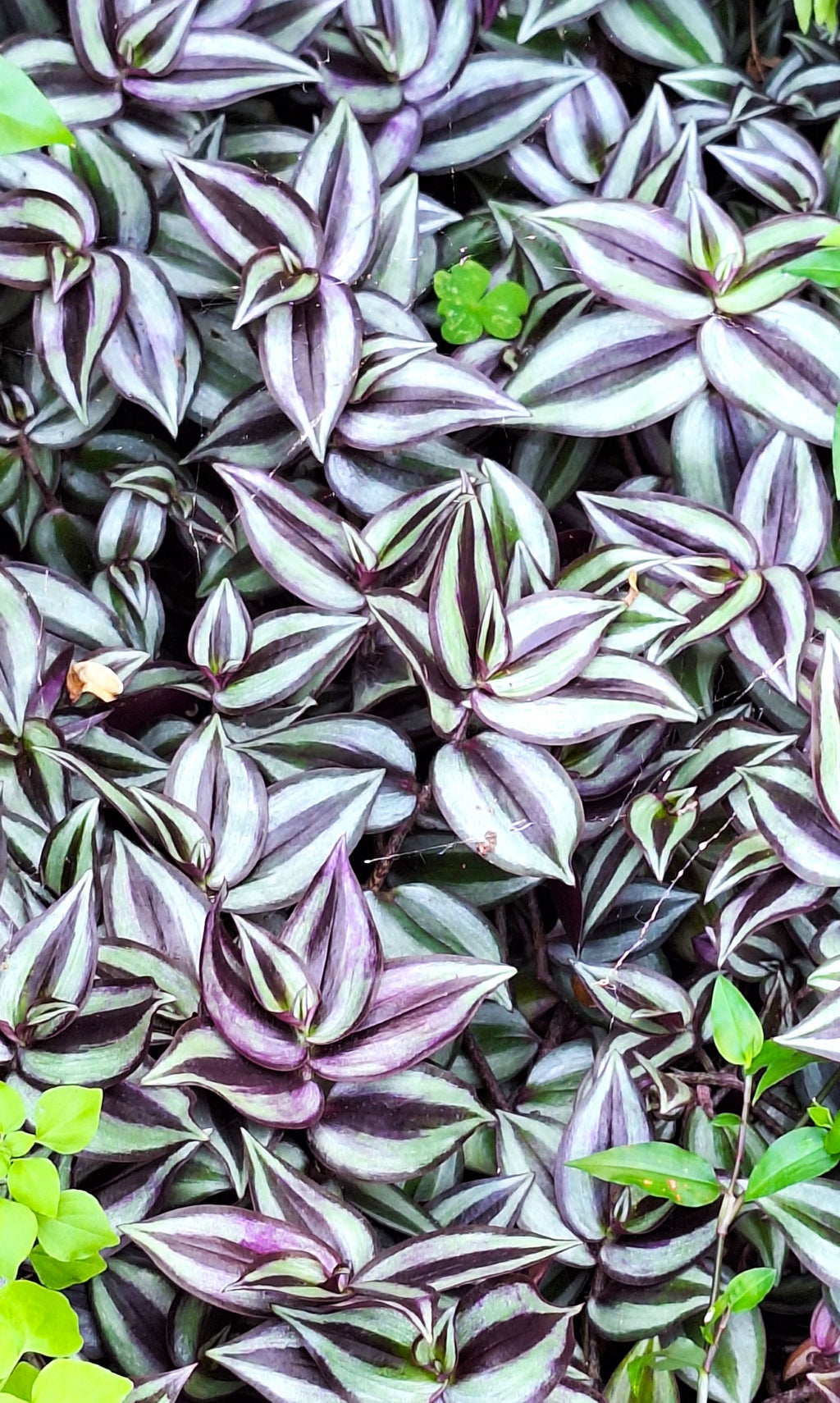 Tradescantia Zebrina Popular Easy Growing Colorful Rooted Plants No Pesticides.