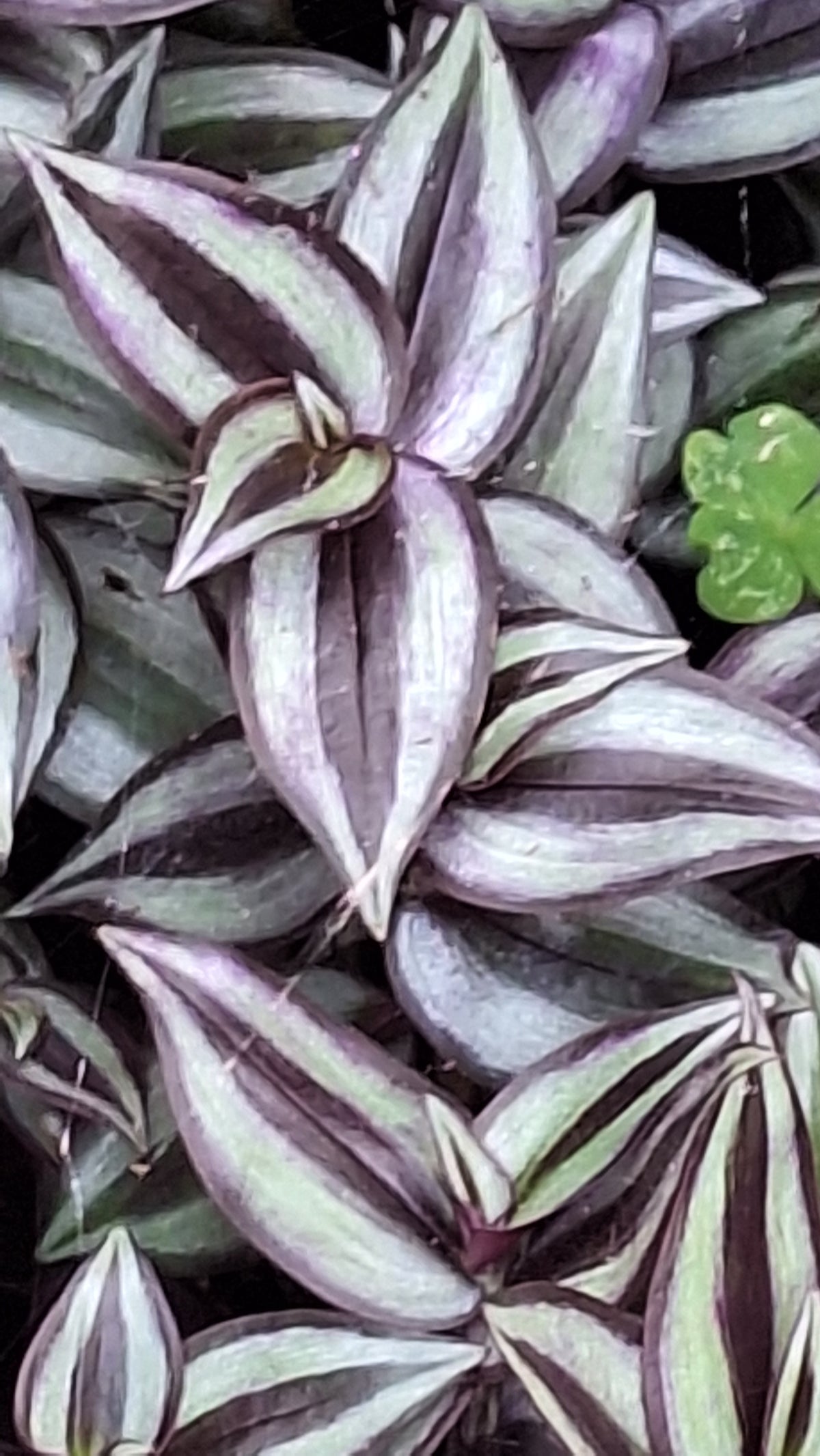 4-Type Tradescantia (Wandering Jew) Collection Live Plants, Zebrina, Purple Hearts, Mini Inch Plant, White Mouth