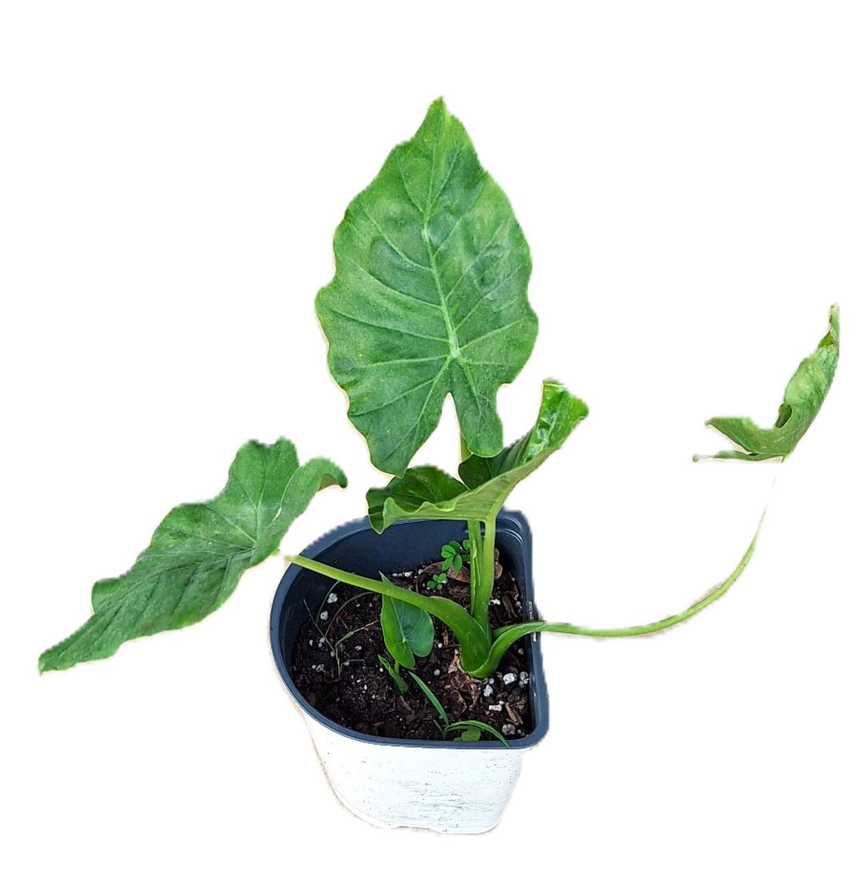 Alocasia Regina Elephant Ear Plant, 18 Inches, Indoor/Outdoor Tropical Plant