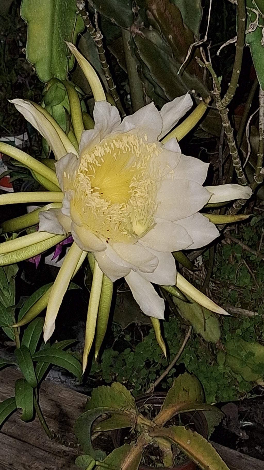 Cereus Epiphyllum Orchid/Cactus “Queen of the Night” – 12" Rooted Live Plant 10" Flowers
