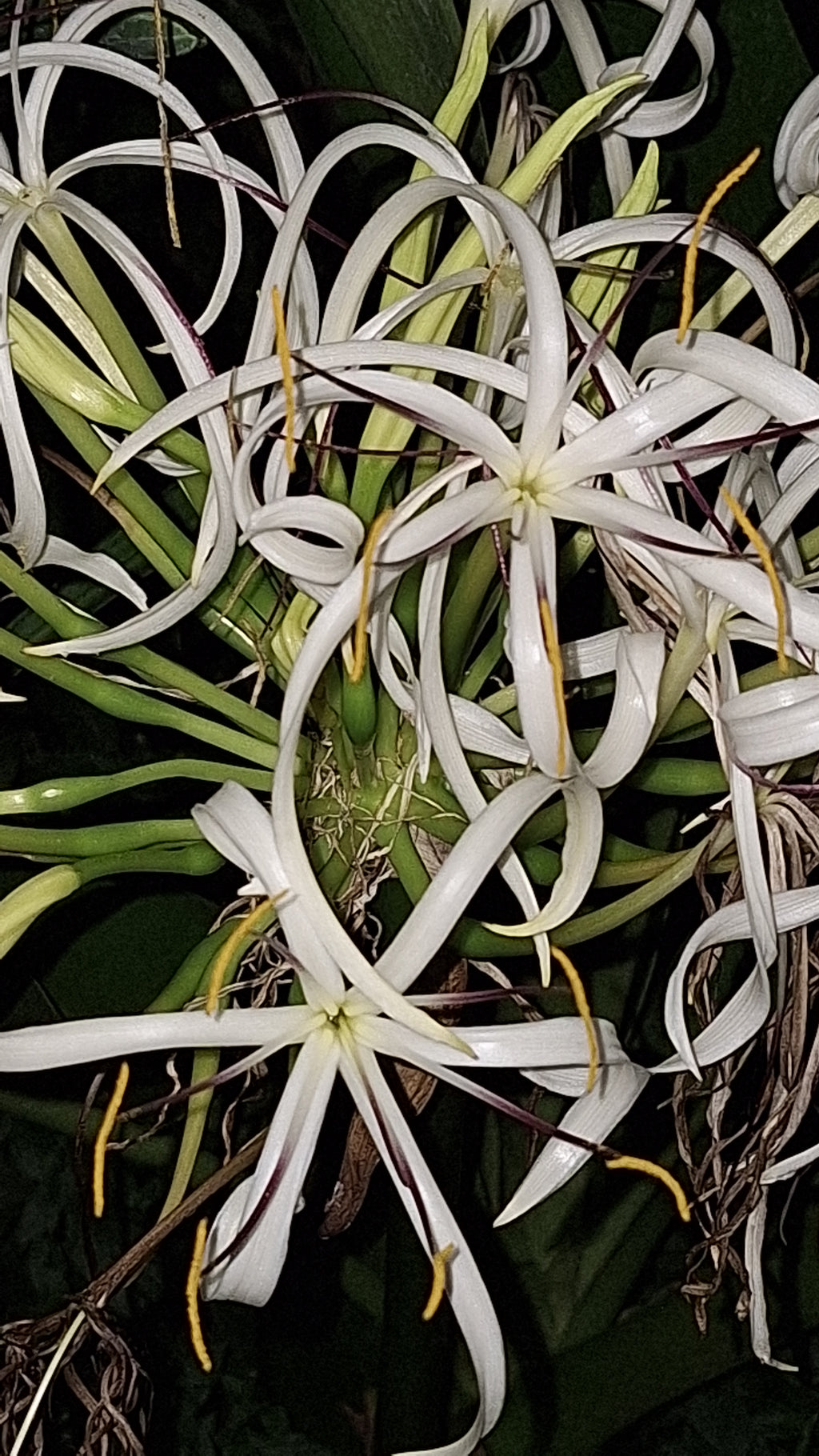 Giant Crinum Lily White 2 LB Mature Bulb Largest Lily in North America Tropical Perennial