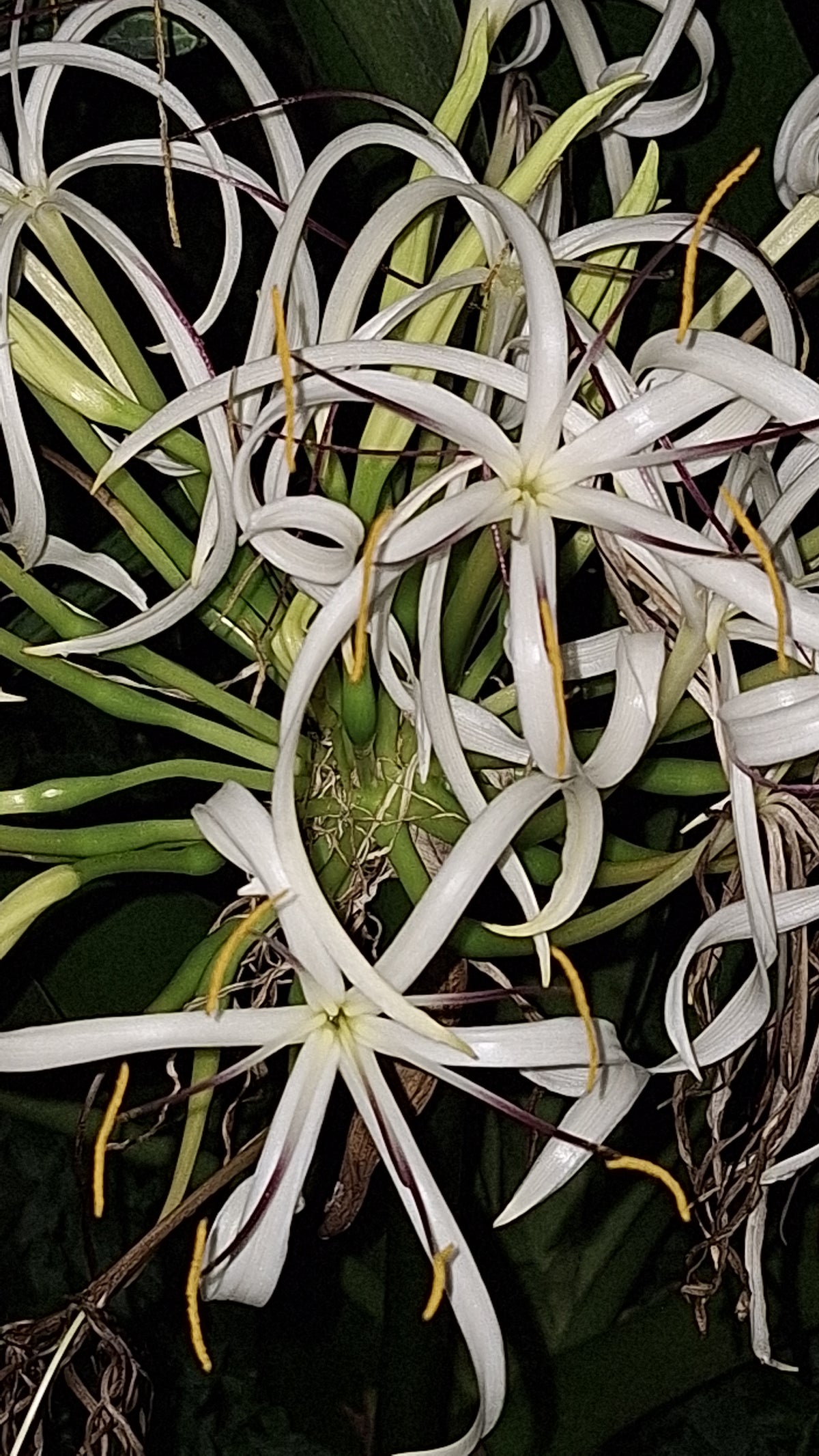 Giant Crinum Lily White 2 LB Mature Bulb Largest Lily in North America Tropical Perennial