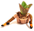 WITCH PLANTER™ – Halloween Table Décor with LIVE Succulent