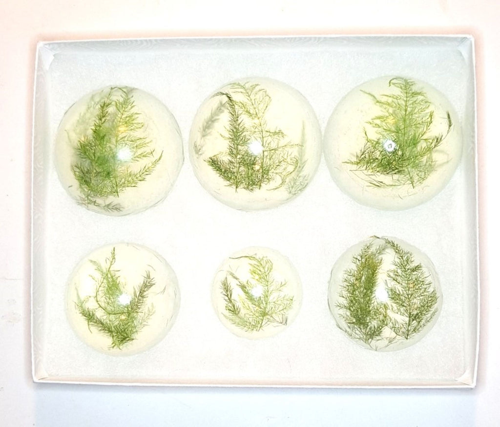 Forest Fern Botanical Soap Set 1 Pound Clear Vegan Glycerin Rounds Unscented, Gluten-Free Hypoallergenic