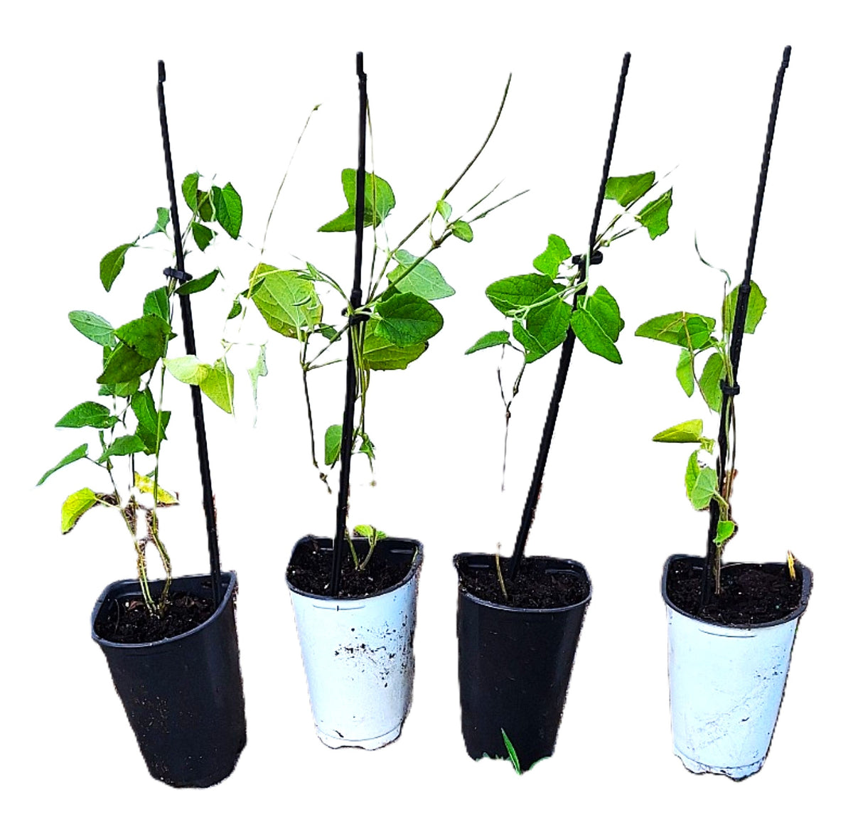 Thunbergia erecta – Rose Pink Bush Clockvine (Fully Rooted Starter Vine)