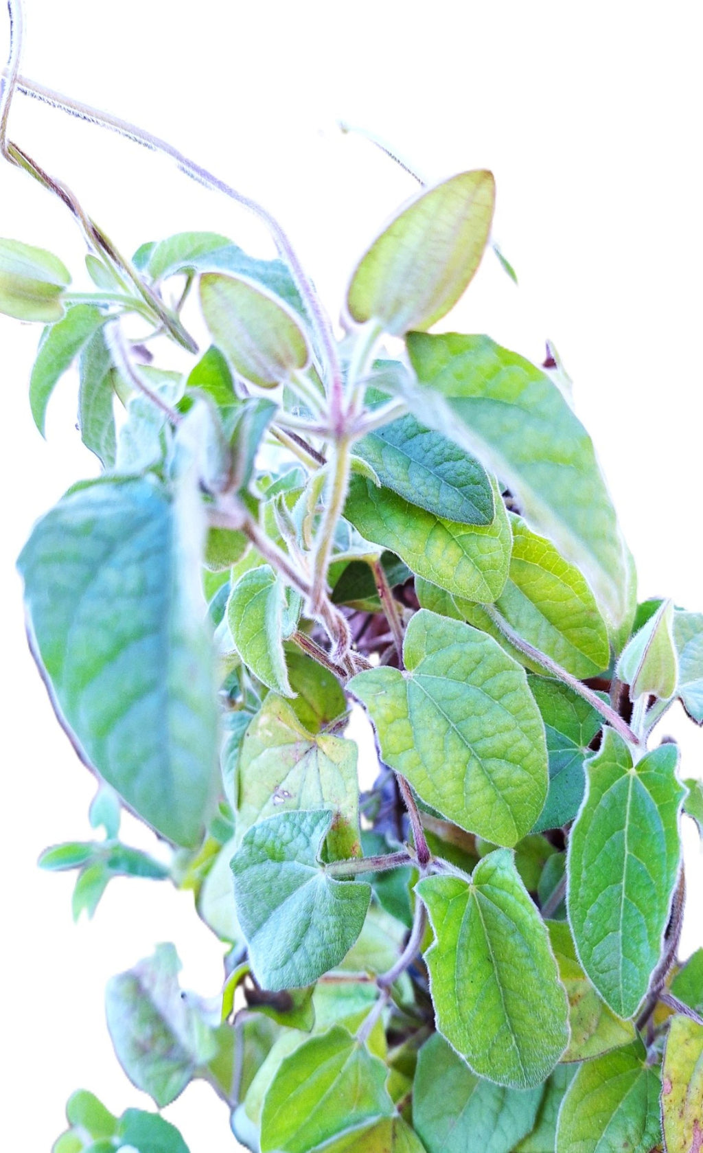 Thunbergia erecta – Rose Pink Bush Clockvine (Fully Rooted Starter Vine)