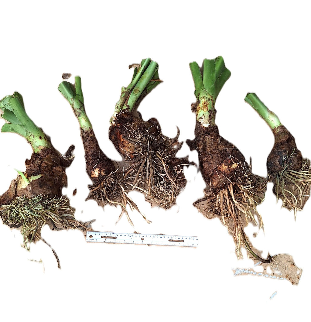Giant Crinum Lily White 2 LB Mature Bulb Largest Lily in North America Tropical Perennial