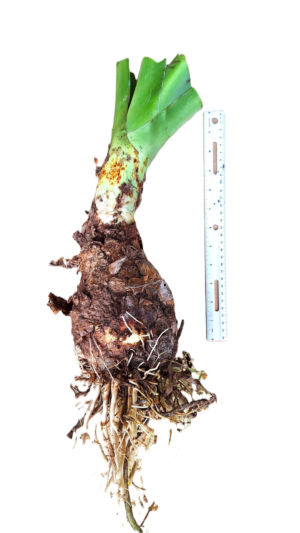Giant Crinum Lily White 2 LB Mature Bulb Largest Lily in North America Tropical Perennial