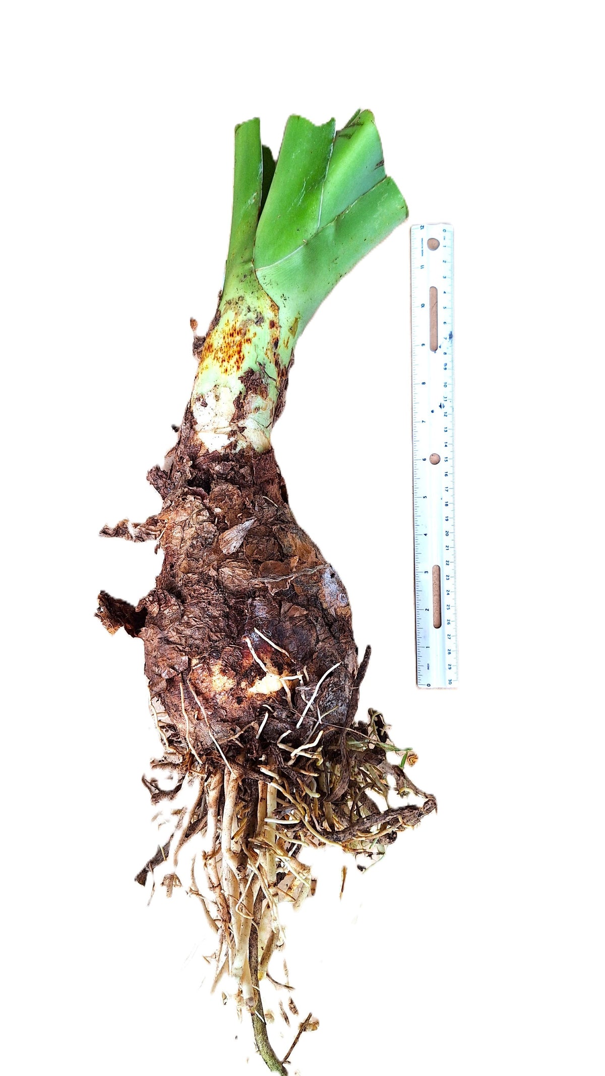 Giant Crinum Lily White 2 LB Mature Bulb Largest Lily in North America Tropical Perennial