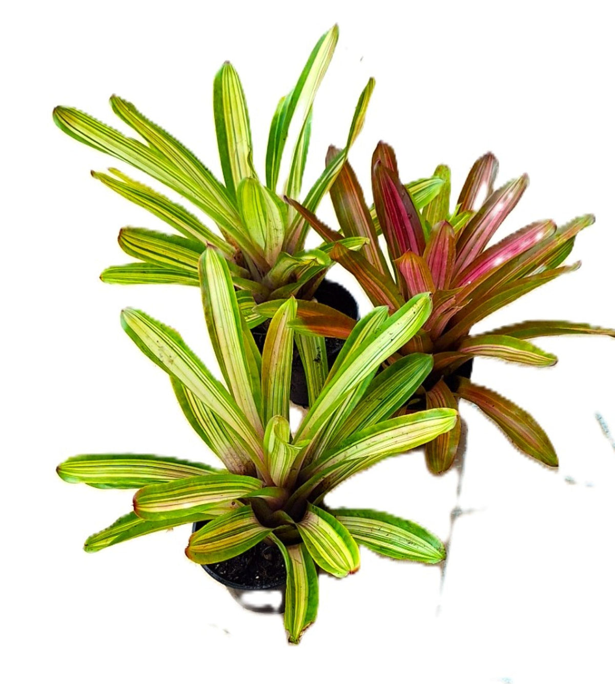Tropical Pink/Red Center Martin Exotic Bromeliad 8" Diameter Rain Forest Plant.