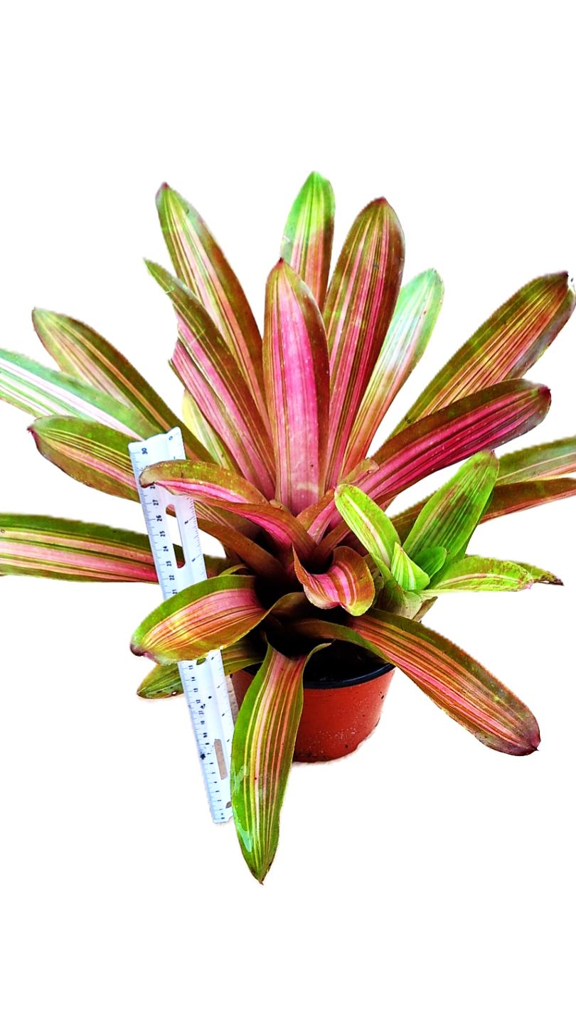 Tropical Pink/Red Center Martin Exotic Bromeliad 8" Diameter Rain Forest Plant.