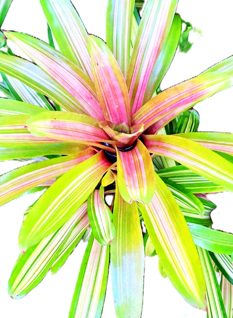 Tropical Pink/Red Center Martin Exotic Bromeliad 8" Diameter Rain Forest Plant.
