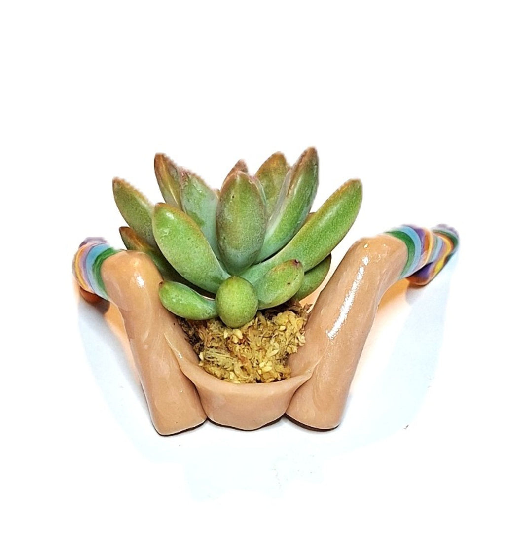 Rainbow Flowerpot with Legs Includes Plant Made in USA