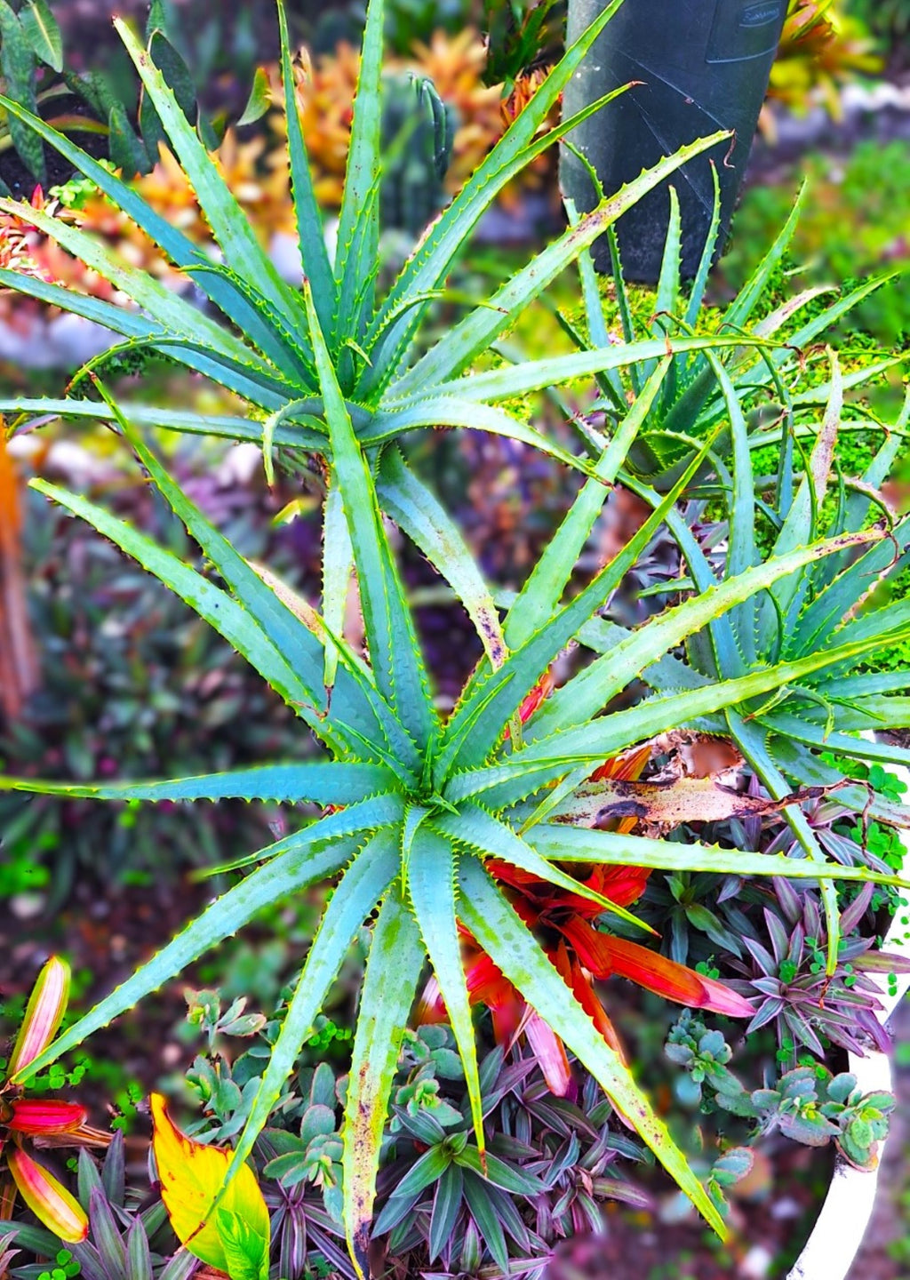Candelabra Neon Aloe Starter Plant Grows 4 Ft Tall Tropical USDA Zones 9-12 Full Sun