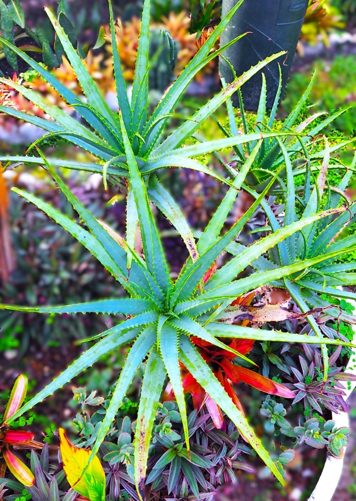 Candelabra Neon Aloe Starter Plant Grows 4 Ft Tall Tropical USDA Zones 9-12 Full Sun