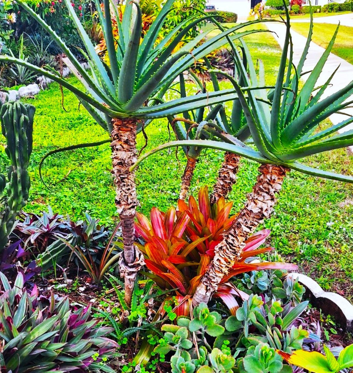 Candelabra Neon Aloe Starter Plant Grows 4 Ft Tall Tropical USDA Zones 9-12 Full Sun