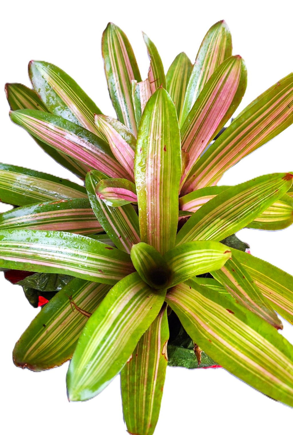 Tropical Pink/Red Center Martin Exotic Bromeliad 8" Diameter Rain Forest Plant.