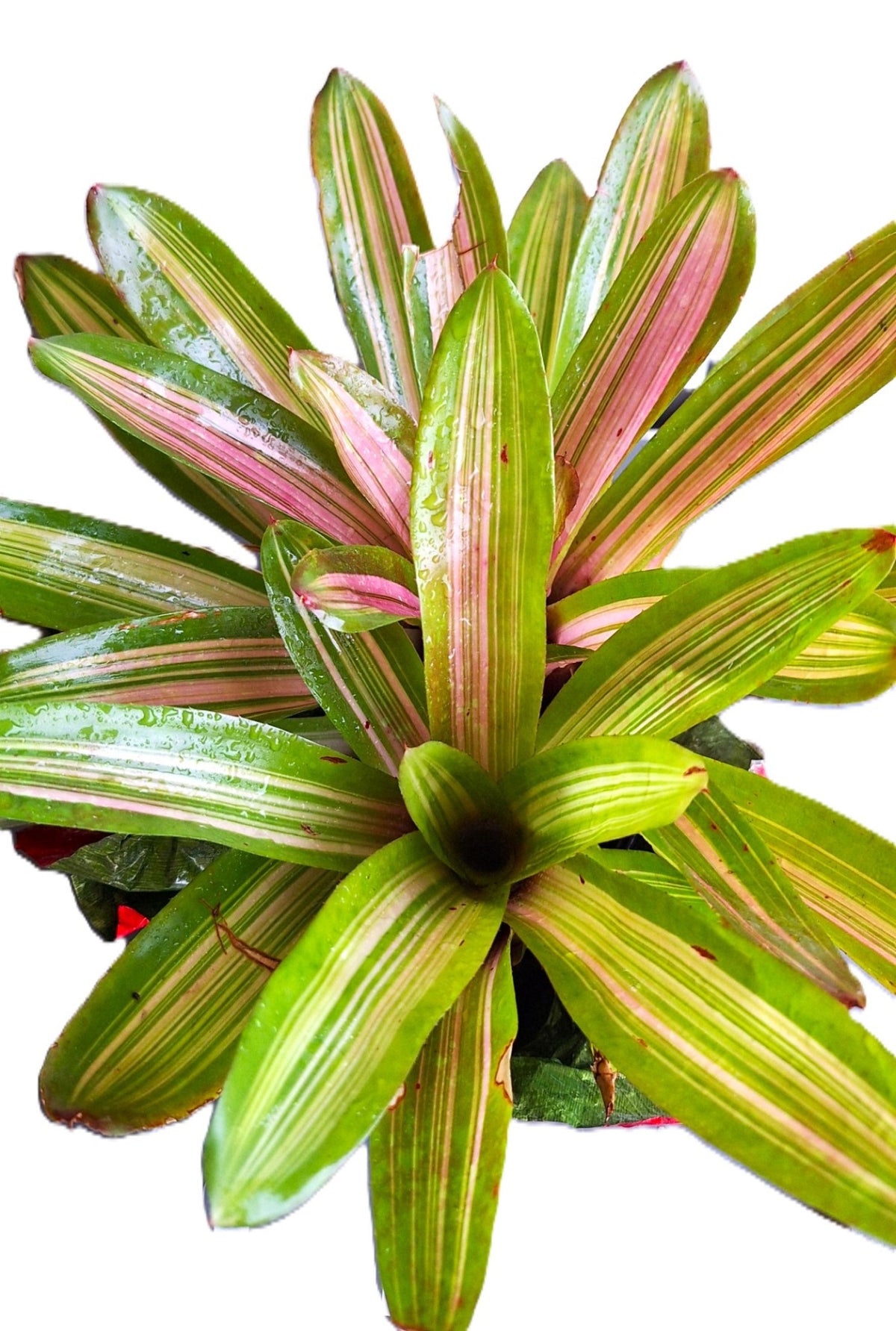 Tropical Pink/Red Center Martin Exotic Bromeliad 8" Diameter Rain Forest Plant.