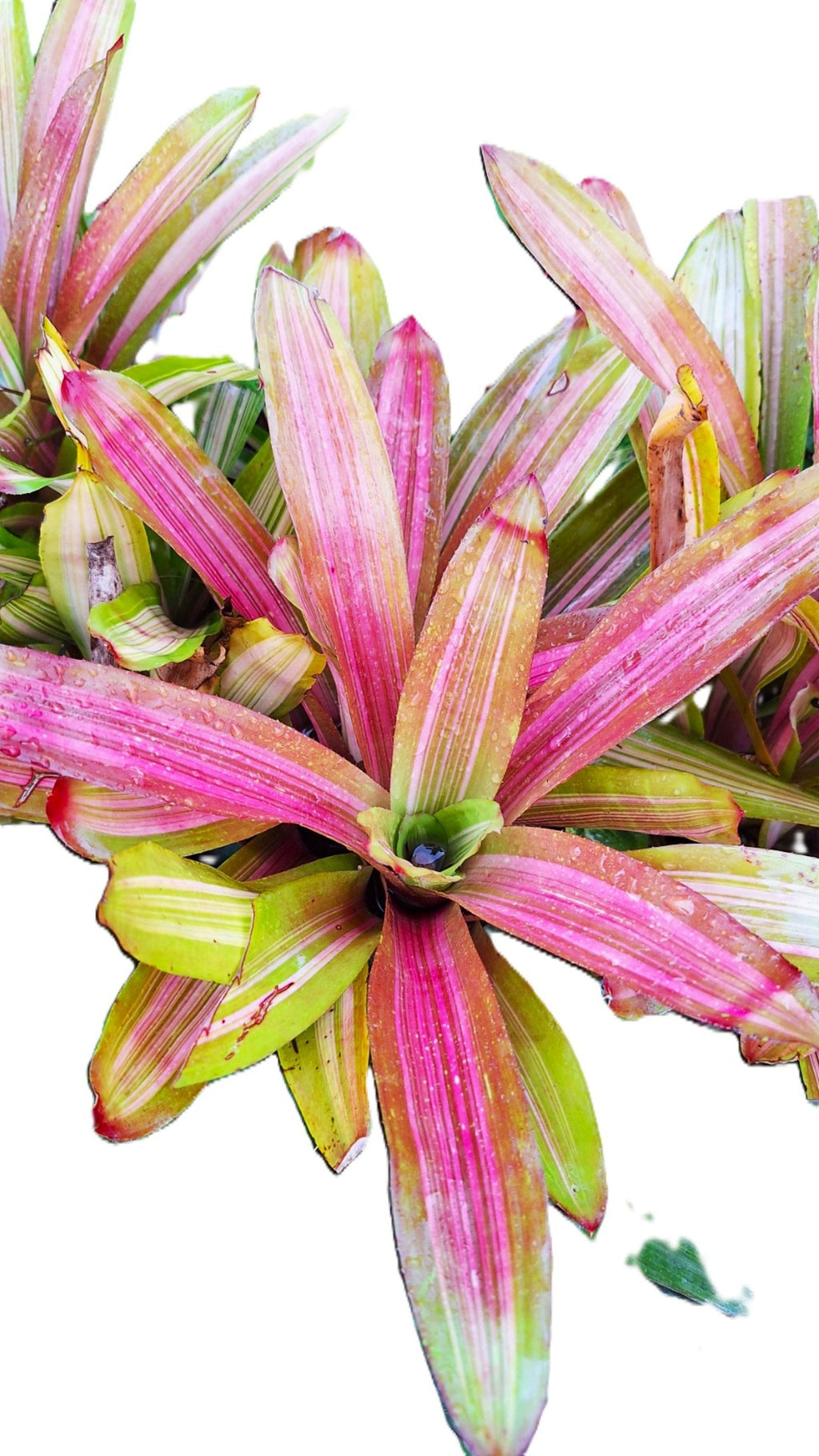 Tropical Pink/Red Center Martin Exotic Bromeliad 8" Diameter Rain Forest Plant.