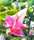 Pink Angel Trumpet Tree 14-inch Starter Plant Brugmansia Tropical Flowering Plant Large Fragrant Pink Blooms