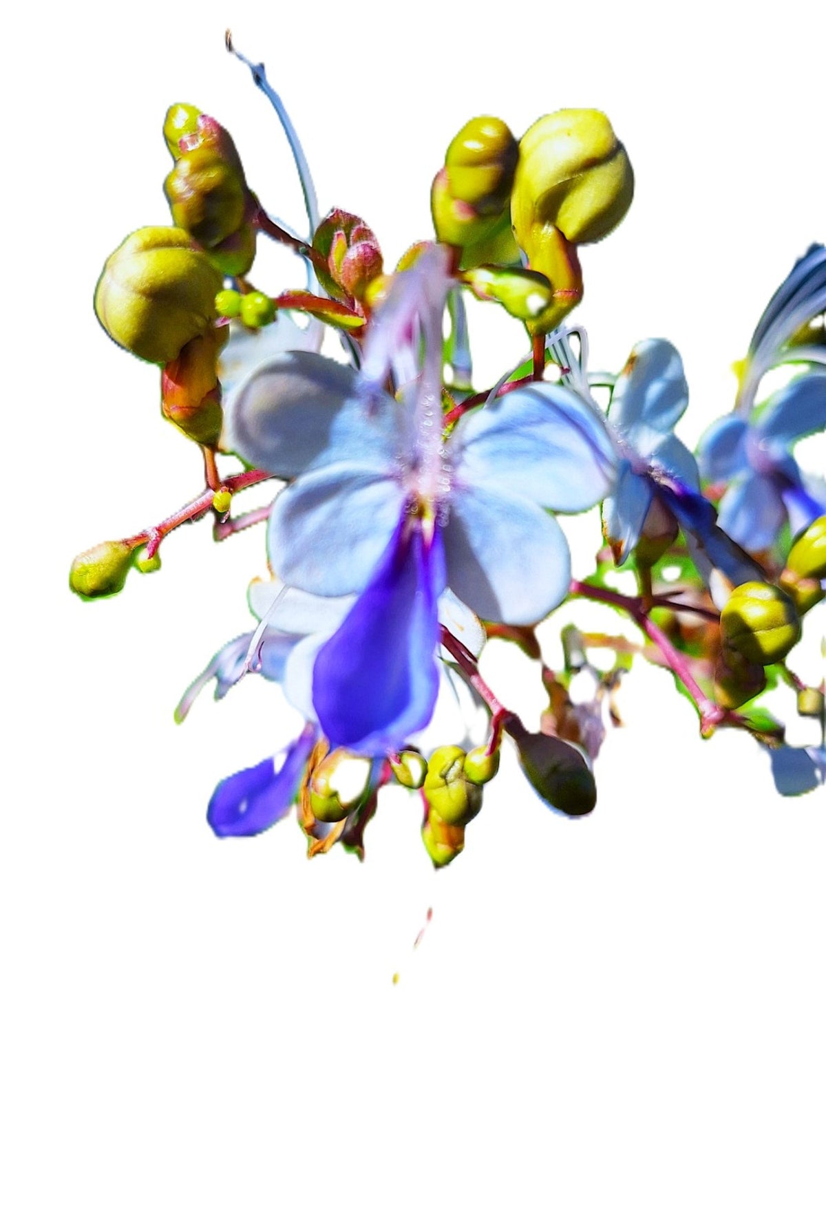 Blue Butterfly 14-inch Starter Plant, Exotic Clerodendrum Ugandense, Tropical Full Sun Flowering Shrub