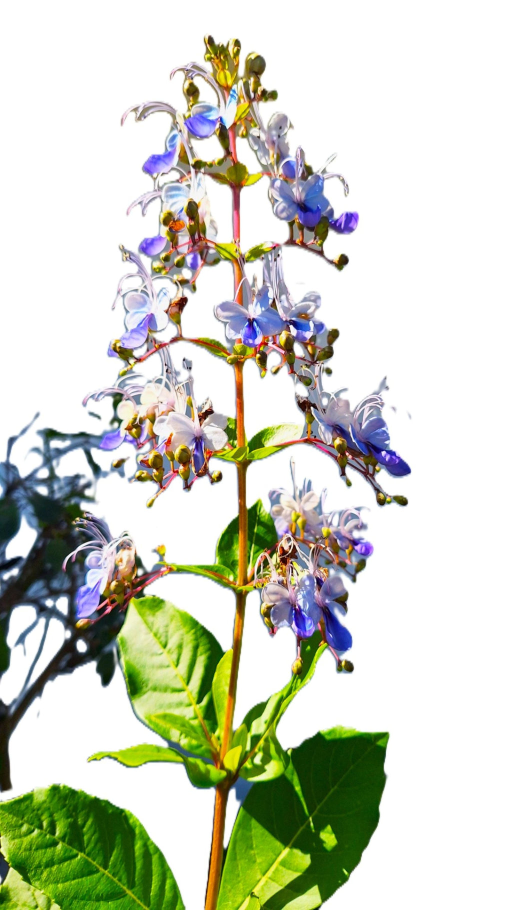 Blue Butterfly 14-inch Starter Plant, Exotic Clerodendrum Ugandense, Tropical Full Sun Flowering Shrub