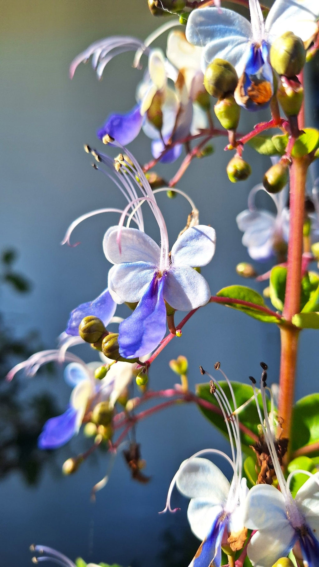 Blue Butterfly 14-inch Starter Plant, Exotic Clerodendrum Ugandense, Tropical Full Sun Flowering Shrub