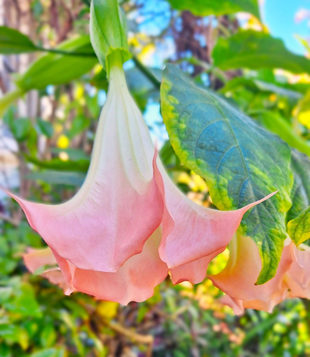 Pink Angel Trumpet Tree 14-inch Starter Plant Brugmansia Tropical Flowering Plant Large Fragrant Pink Blooms