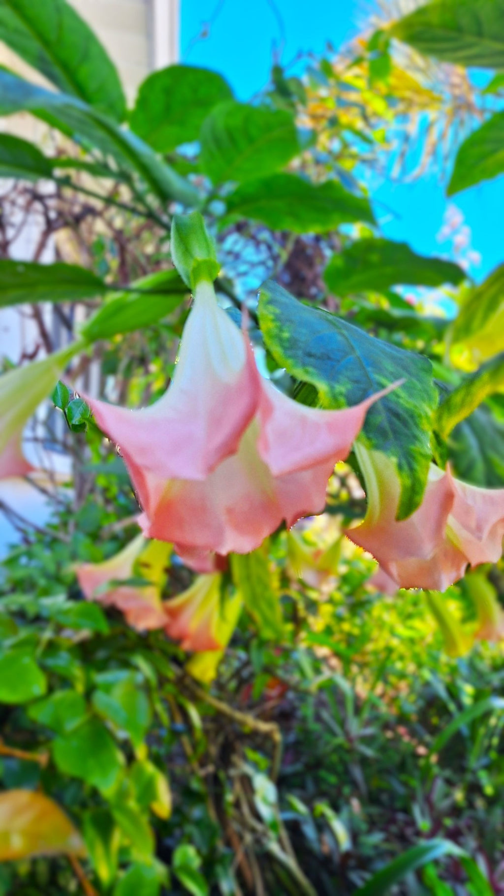 Pink Angel Trumpet Tree 14-inch Starter Plant Brugmansia Tropical Flowering Plant Large Fragrant Pink Blooms