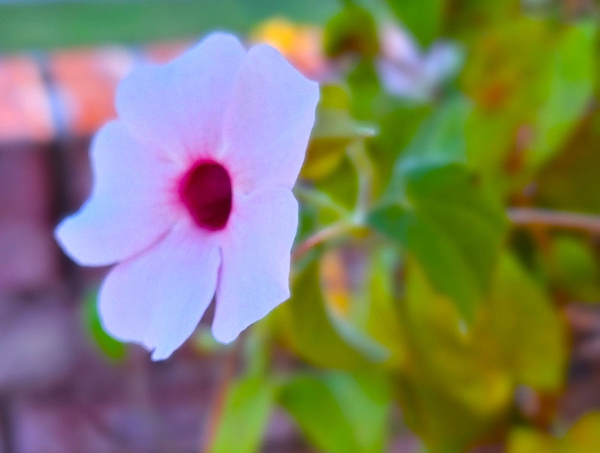 Thunbergia erecta – Rose Pink Bush Clockvine (Fully Rooted Starter Vine)