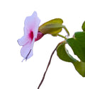 Thunbergia erecta – Rose Pink Bush Clockvine (Fully Rooted Starter Vine)