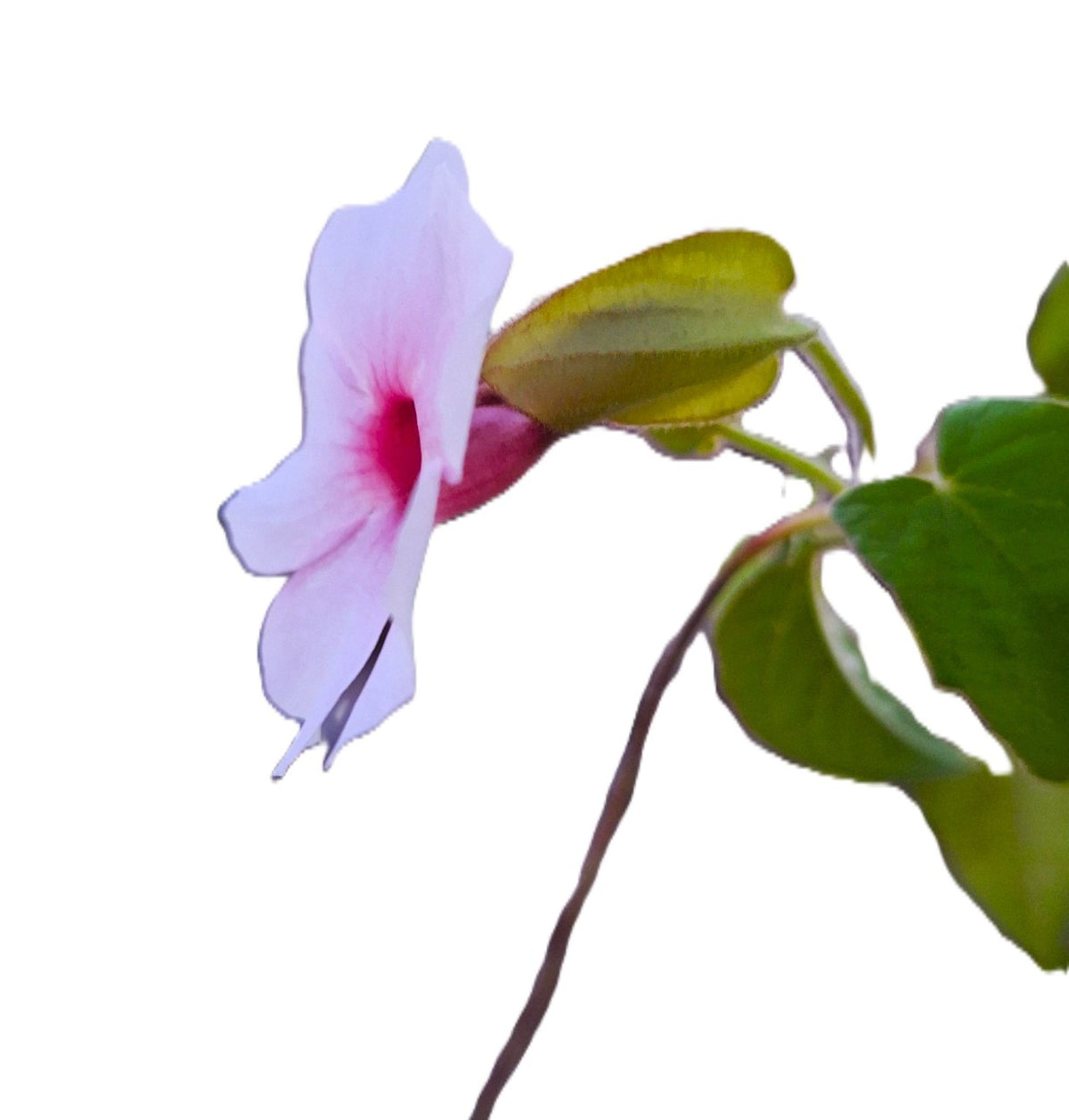 Thunbergia erecta – Rose Pink Bush Clockvine (Fully Rooted Starter Vine)