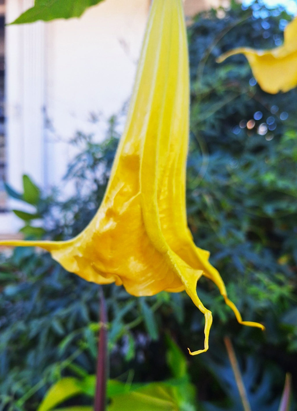 Yellow/Gold Angel Trumpet Tree 14-inch Starter Plant Brugmansia Tropical Fragrant Blooms All Year.