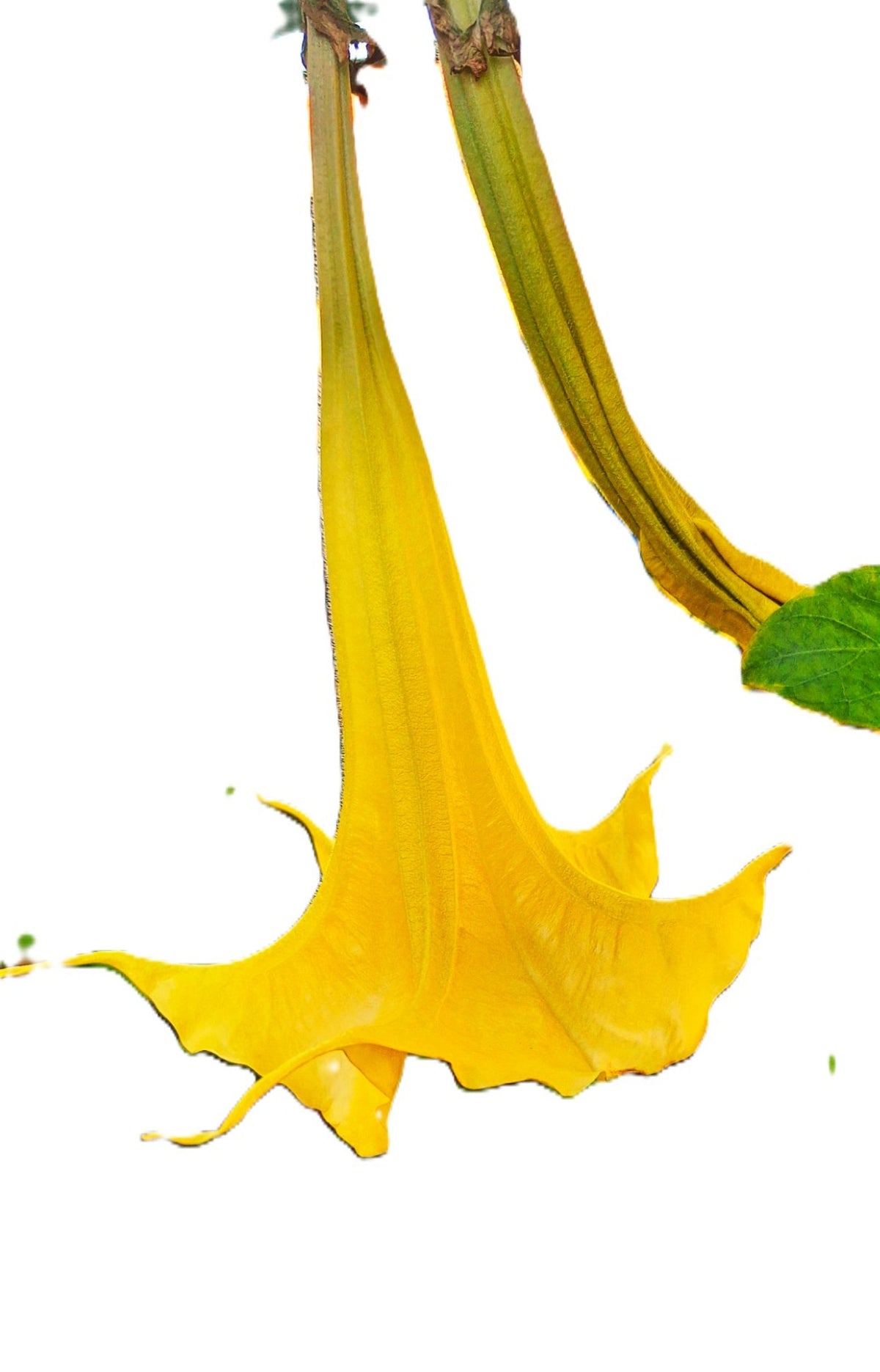 Yellow/Gold Angel Trumpet Tree 14-inch Starter Plant Brugmansia Tropical Fragrant Blooms All Year.