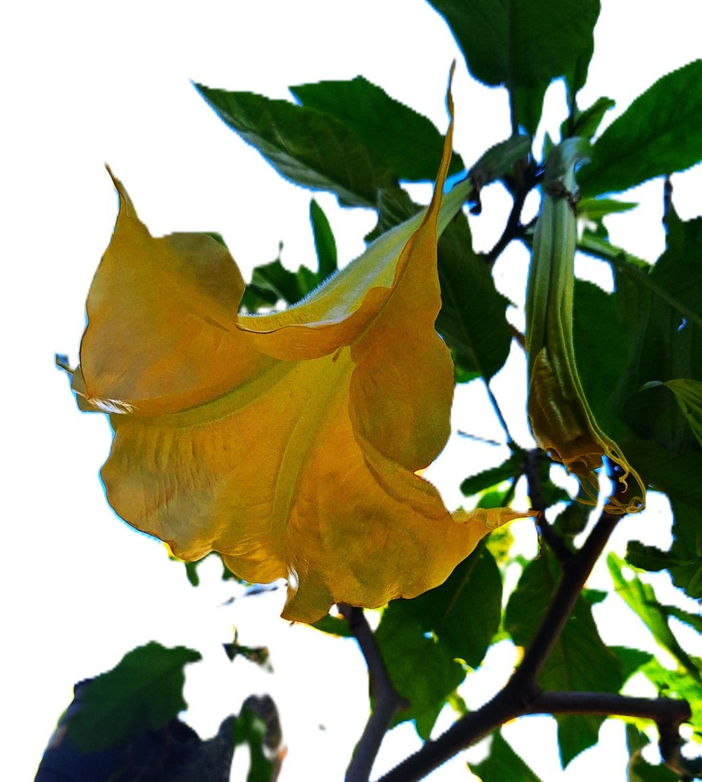 Yellow/Gold Angel Trumpet Tree 14-inch Starter Plant Brugmansia Tropical Fragrant Blooms All Year.