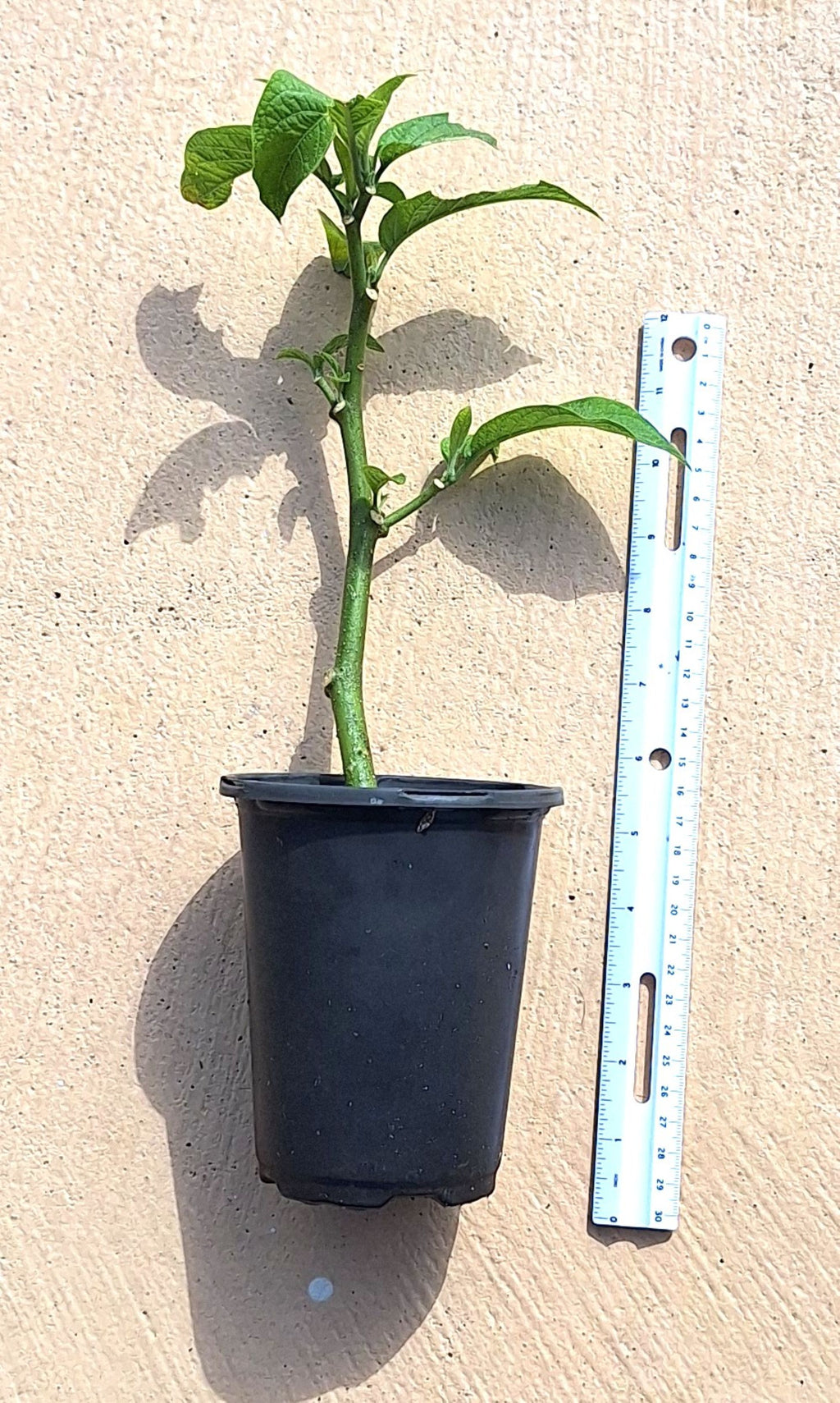Giant Chenille Plant 12" Red Hot Cat Tails Acalypha hispida Florida‑Grown Tropical Bloomer (Zones 9–12)