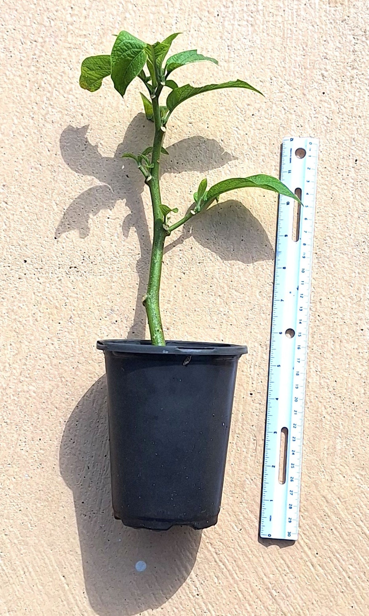 Giant Chenille Plant 12" Red Hot Cat Tails Acalypha hispida Florida‑Grown Tropical Bloomer (Zones 9–12)