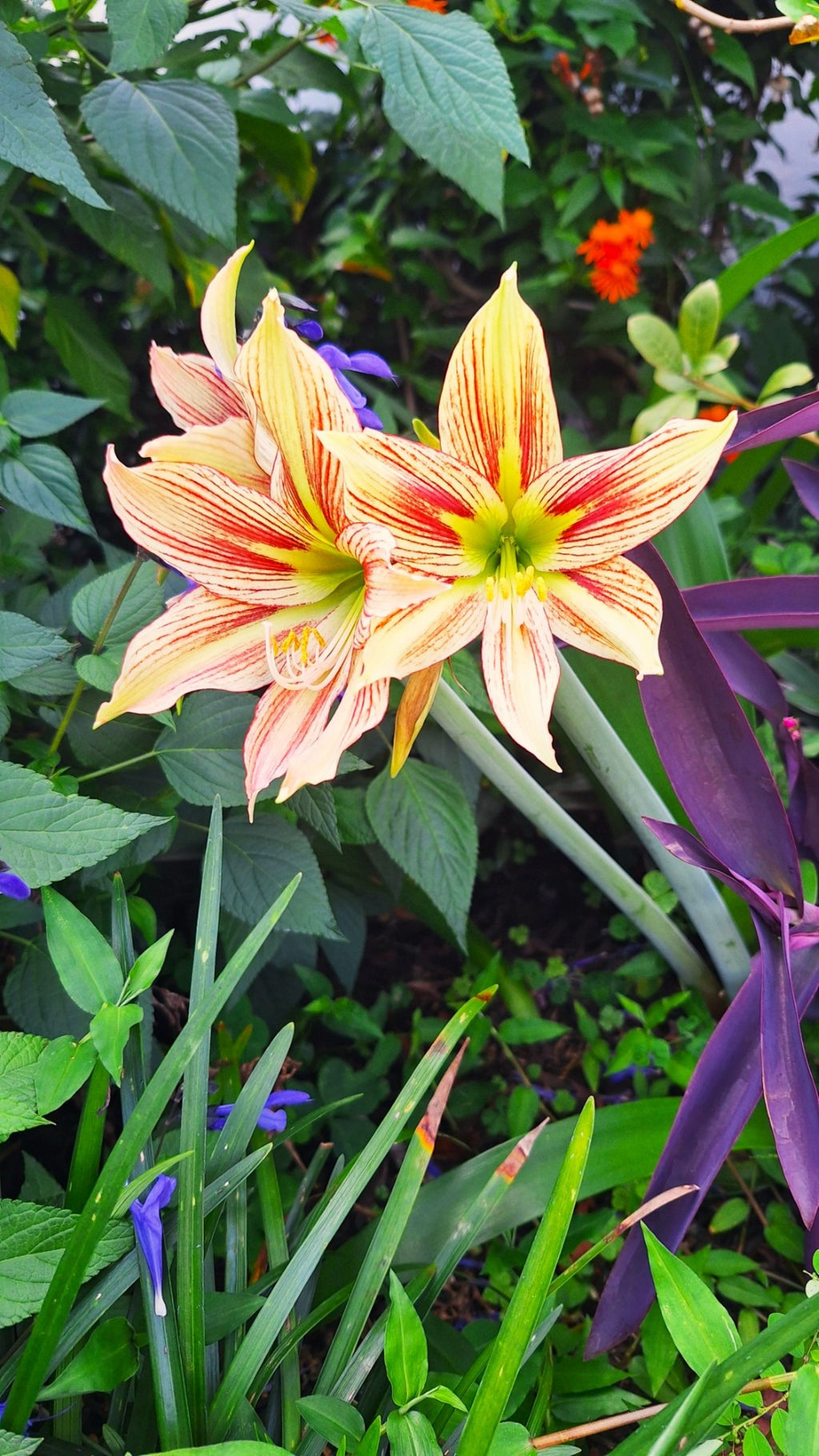 Papilio Amaryllis Seeds Exotic Butterfly Amaryllis, Easy Grow (10 Count) Germinates in 20 Days