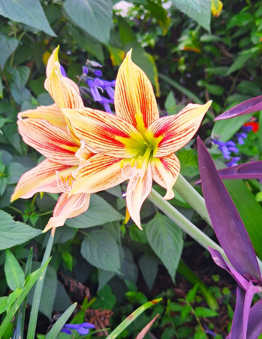 Papilio Amaryllis Seeds Exotic Butterfly Amaryllis, Easy Grow (10 Count) Germinates in 20 Days