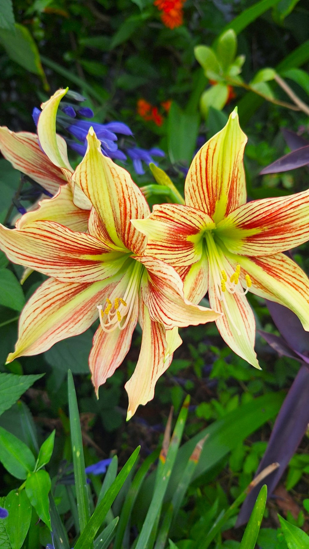 Papilio Amaryllis Seeds Exotic Butterfly Amaryllis, Easy Grow (10 Count) Germinates in 20 Days