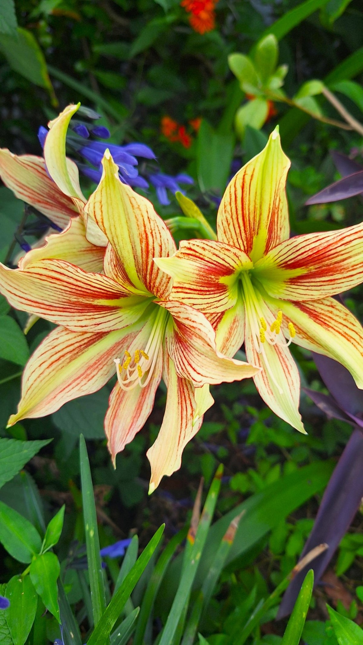 Papilio Amaryllis Seeds Exotic Butterfly Amaryllis, Easy Grow (10 Count) Germinates in 20 Days